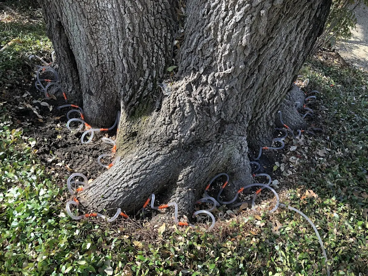 Detailed Tree Cabling and Bracing job site in Borger