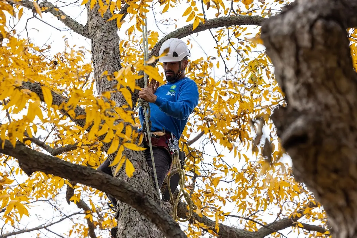 Skilled Tree Transplanting crew working in Borger