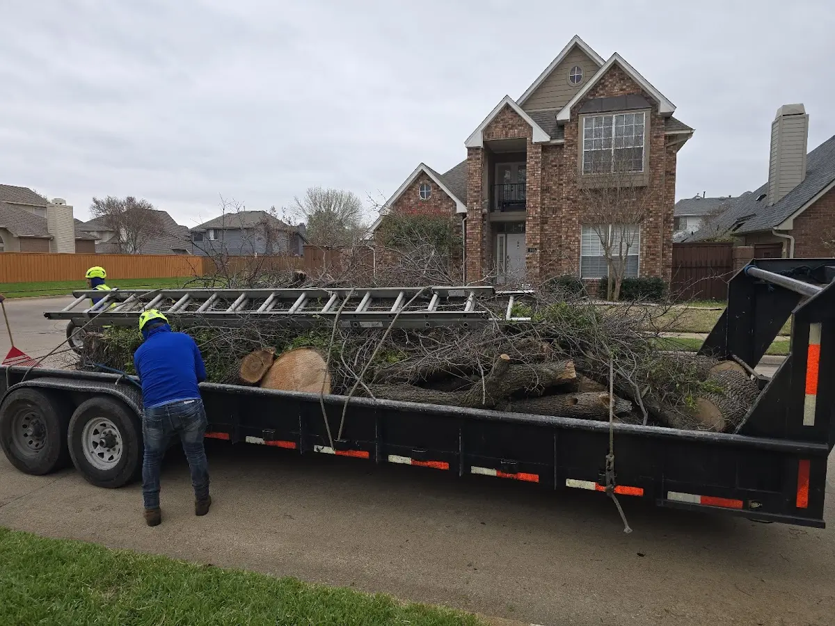 Expert Tree Pest Control with proper safety equipment in Borger